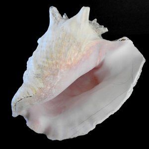 Vintage Giant Conch Shell 8"